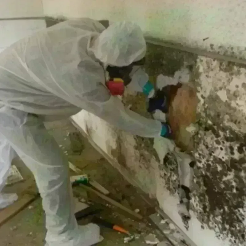 Mold Remediation and Removal in Robert Lee, TX